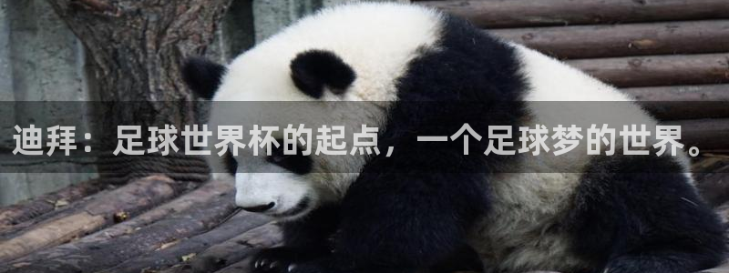 世界杯亚洲区预选赛：迪拜：足球世界杯的起点，一个足球梦的世界。
