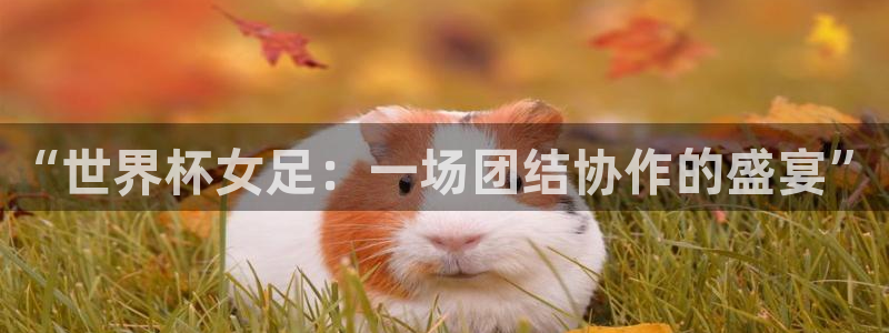 世界杯直播在线观看入口：“世界杯女足：一场团结协作的盛宴”